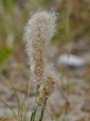 Pterocaulon alopecuroides