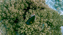 Melichthys vidua