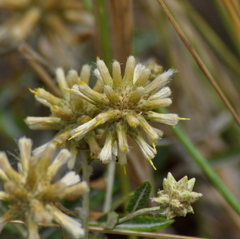Pterocaulon angustifolium
