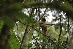 Trogon personatus