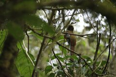 Trogon personatus