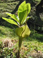 Arisaema macrospathum