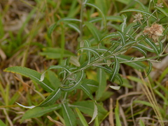 Pterocaulon angustifolium