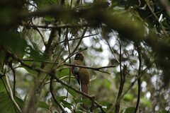 Trogon personatus