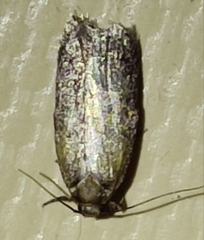 Platyedra subcinerea