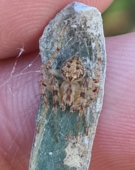 Araneus circulissparsus