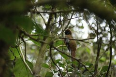Trogon personatus