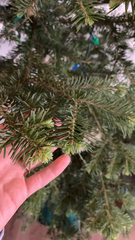 Abies lasiocarpa