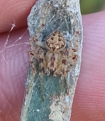 Araneus circulissparsus