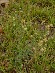Pterocaulon angustifolium