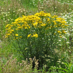 Senecio brasiliensis