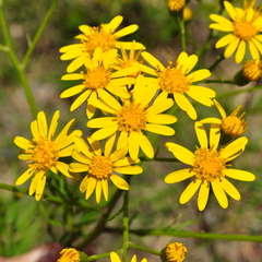 Senecio brasiliensis
