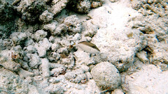 Sufflamen chrysopterum