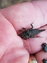 Arigomphus