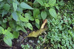 Brugmansia sanguinea