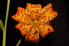 Lilium pardalinum shastense