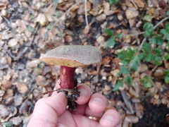 Xerocomellus mendocinensis
