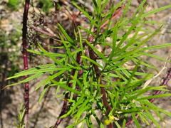 Senecio brasiliensis