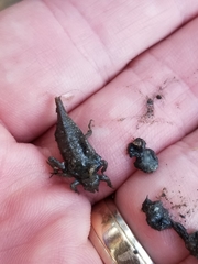 Arigomphus