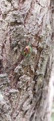 Lampromicra