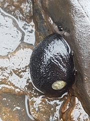 Nerita melanotragus