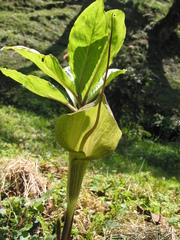 Arisaema macrospathum