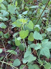 Urtica dioica
