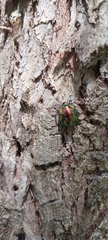 Lampromicra