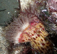 Calliactis parasitica