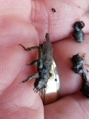 Arigomphus