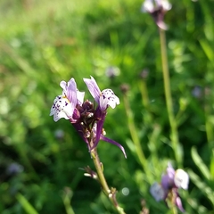 Linaria amethystea