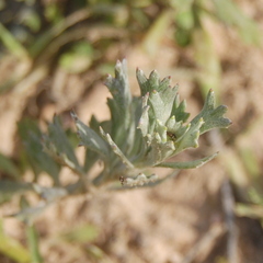 Senecio ceratophylloides