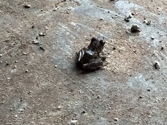 Serranobatrachus ruthveni