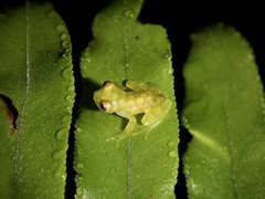 Centrolenidae