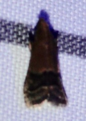 Eulogia ochrifrontella