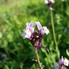 Linaria amethystea
