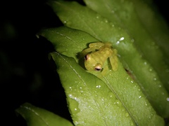 Centrolenidae