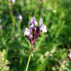 Linaria amethystea