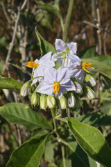 Solanum bonariense
