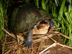 Kinosternon leucostomum