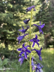 Delphinium barbeyi