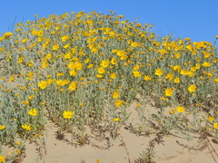 Senecio crassiflorus