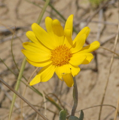 Senecio crassiflorus