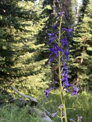 Delphinium barbeyi
