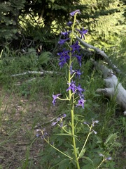 Delphinium barbeyi