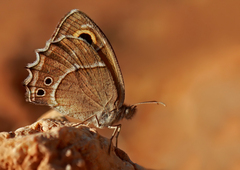 Hyponephele wagneri