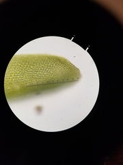 Anomodon viticulosus