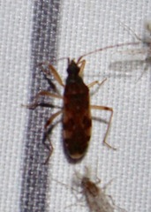 Ozophora picturata