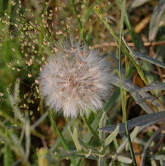 Senecio heterotrichius