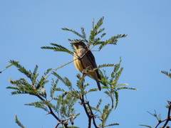 Sicalis